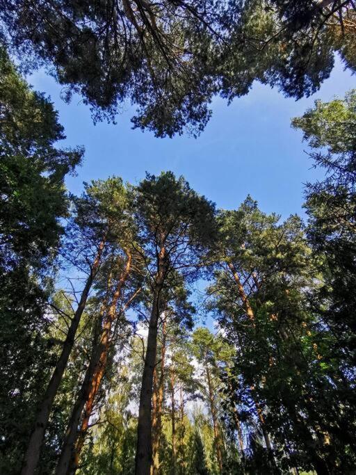 Okno Na Las Wola Polska Kültér fotó